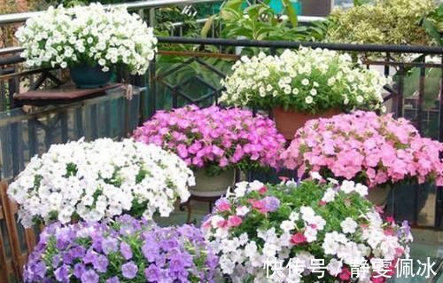 盆栽|刚刚接触养花,盆栽什么好?那就选此3款,成本低、观赏性高