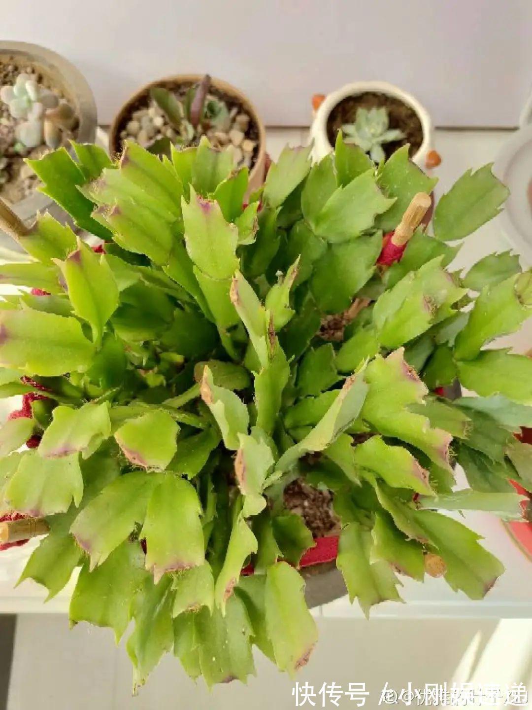 叶片|10种花特怕晒,越晒越黄叶,搬阴凉地儿才能活!