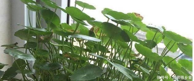 铜钱草总是养不好，自从学了这几招，叶子长得巴掌大！