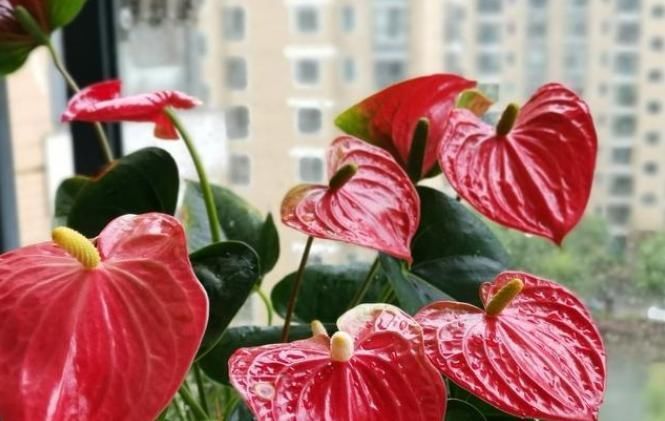  待机时间超长的3种花，一朵开100天以上，家里养一盆很喜庆