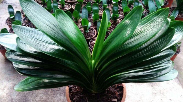 浇水|养君子兰有“六怕”，你知道吗？新手一定要避开