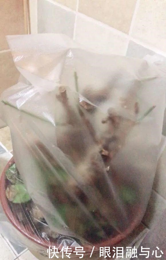 寒潮来了,害怕花受冻,赶紧这么做!寒潮来了,害怕花受冻,赶紧这么做!