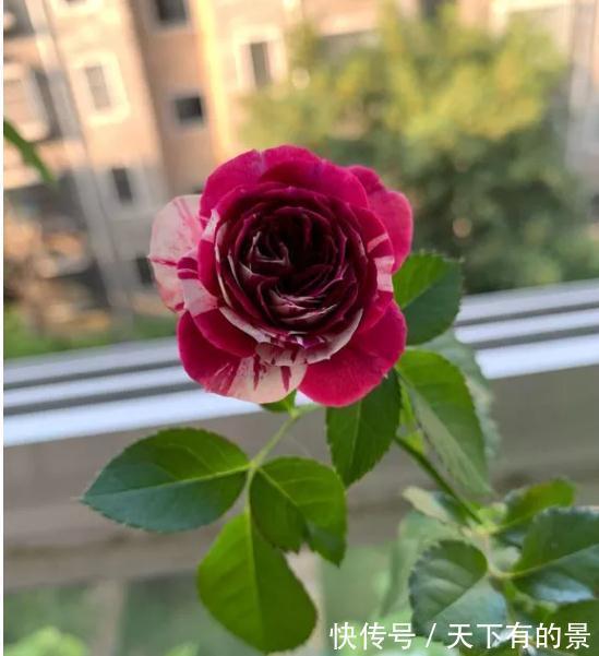 这是一款紫色条纹浓香月季,多头勤花,一开就是一簇