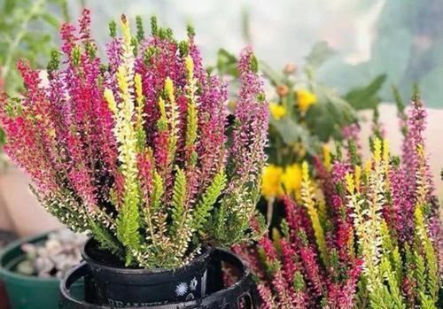 养花就养这几款,全年开花不停,花色鲜艳夺目,花朵美艳迷人