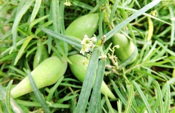 果实|农村路边常见的野果子,看到牢记要摘回家,营养高还值钱