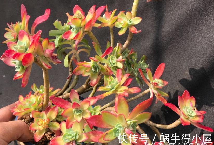 化妆|多肉薄化妆老桩怎么上盆？按这些步骤走起来，服盆后就会很美