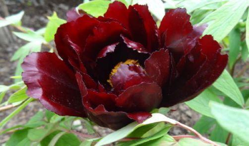 “优良牡丹”初乌,花色如墨,姿容高雅,实属养花首选