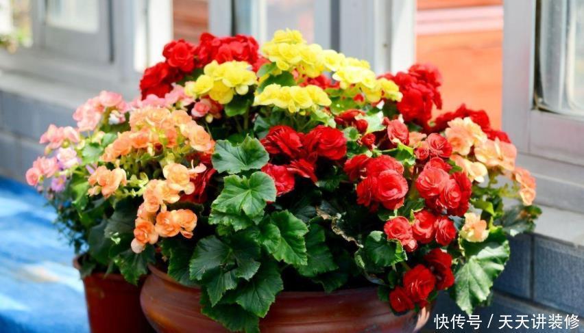 糟蹋|养花不懂得浇水的技巧,只会白糟蹋钱和植物