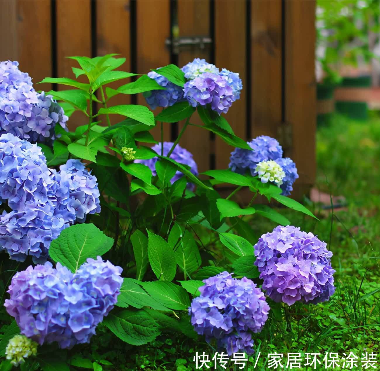 绣球花大合集，6个单品都不错，你最喜欢哪种？