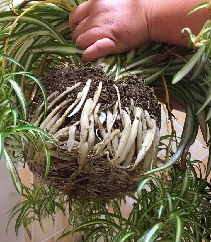 长寿花换盆,切忌越换越大,一直用小盆养才好!