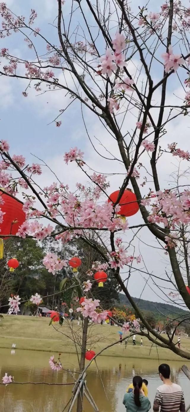 就地发掘新年味，云浮本地游成为新年俗