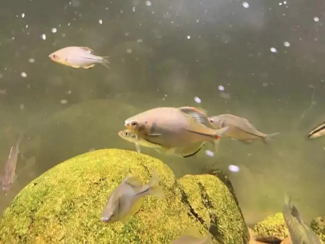 形似“屎光皮”、大如小鳊鱼,大鳍鱊不但好吃还很好钓