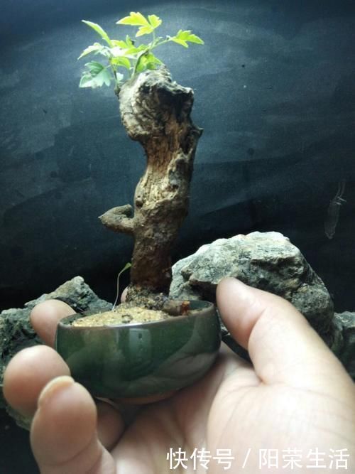 盆景|杂木盆景“性价比之王”黄荆：细芽初发身价高，不复当年柴火烧！