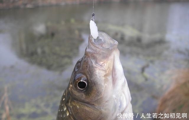 野钓鲫鱼顿口不停却空竿不止，一个小招数，马上开始连杆实口