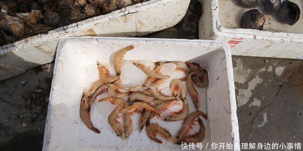 中国对虾|它比牛羊肉便宜,比猪肉好吃,鲜美不上火,适合现在吃