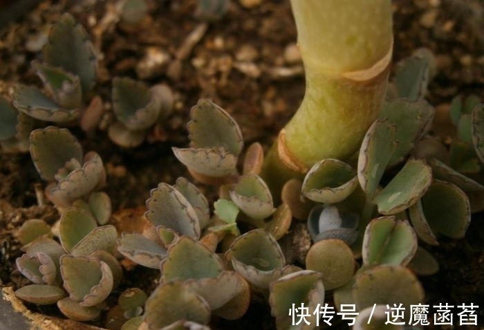 多肉中的不死鸟,超大型的落地生根,一盆能繁殖一屋子