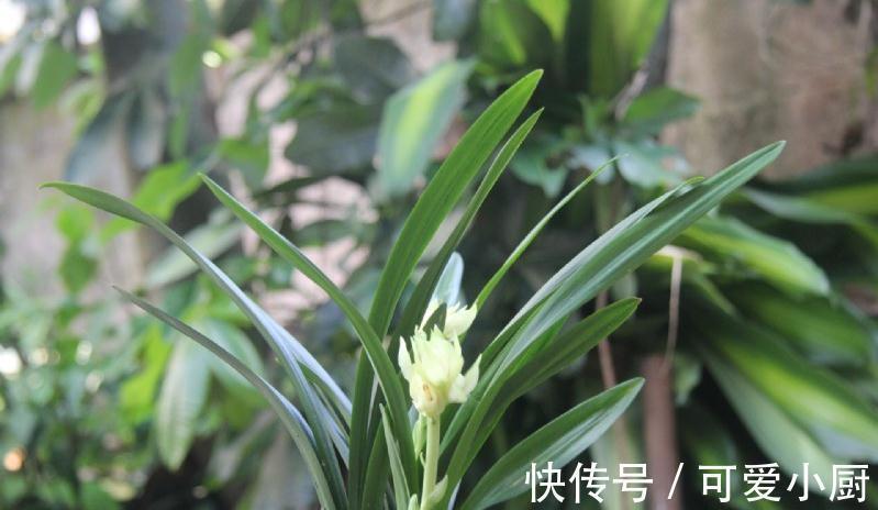 一文了解兰界奇品秋榜,宝莲灯,赶快来了解一下