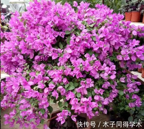 过冬|冬天养三角梅,了解掌握3个要点,安全过冬,长成繁花小老桩!