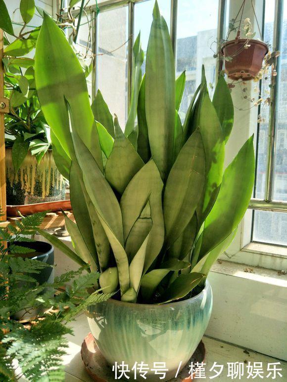 烂根|秋天养花,切忌“乱施肥”,4个“错误”要避免,要不谁也养不活