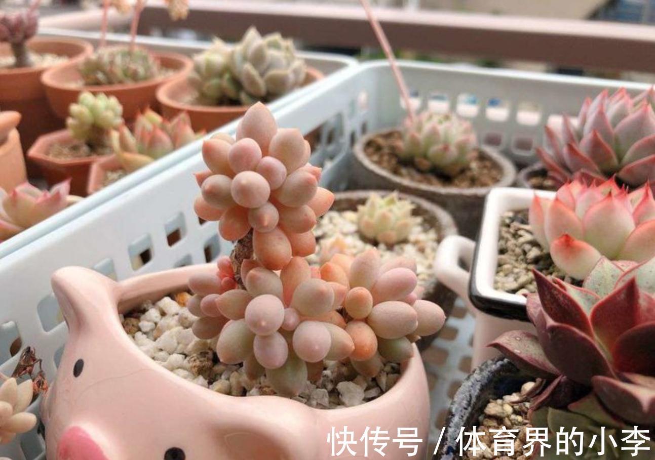 如何让多肉颜色更丰富，做好5点就能让多肉变得更美