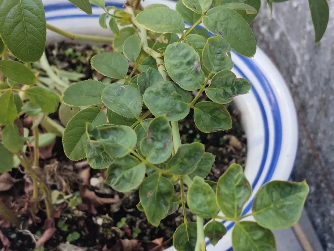 栀子花叶子发黄,是求救信号,不管花就容易死