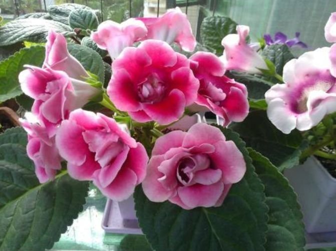 3种花比牡丹还漂亮，比绿萝还好养，一年四季开花不停！