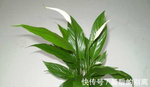 叶片|白掌栽培过程中，叶片和茎干枯萎有哪些原因这里知道来看看吧！