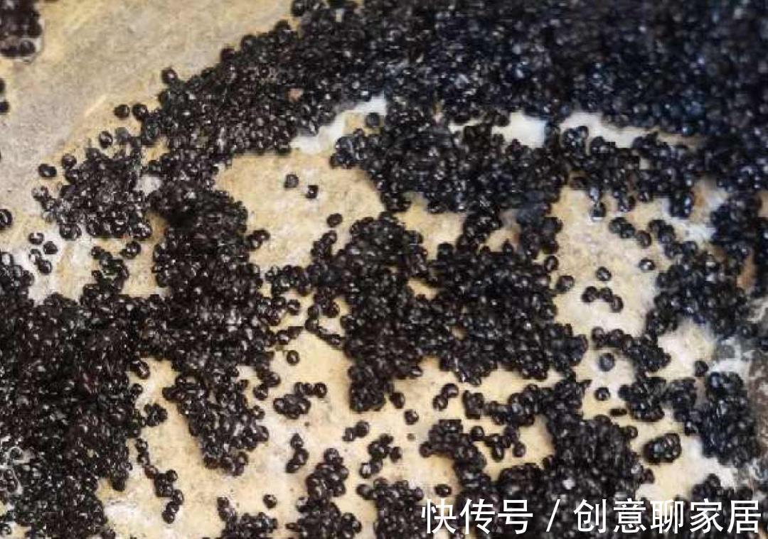 凤仙花|10种花开完不要剪,等20天之后,1盆变多盆
