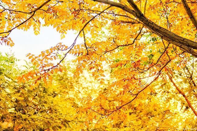 瑞鹧鸪!枯叶诗词13首破洞犹生残缺美,譬如遗憾伴人生