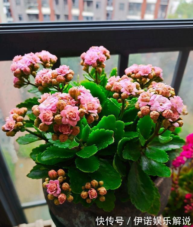 温度|长寿花不长花苞,只控光用处不大,学会三控,花苞越来越多