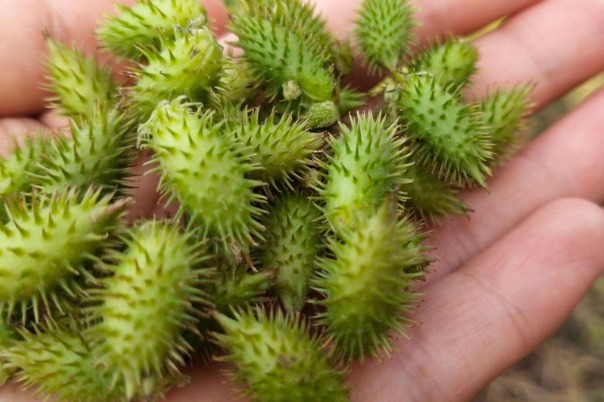 风湿热痹|腰疼的人看过来,此物泡水喝腰腿都舒服了,早看早受益!