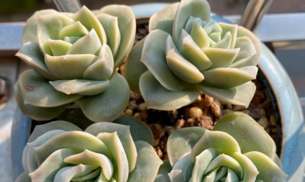 被拉下神坛的可爱多肉,曾经贵到退步,现在价格便宜少有人养