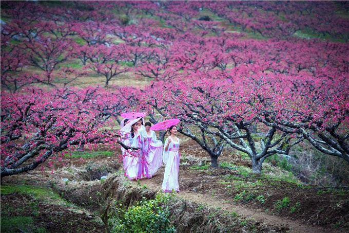 广东世外桃源连州万亩桃花盛放，打造出了水陆空洞四重桃花景观