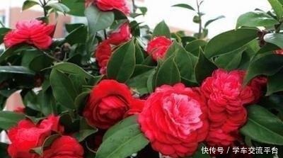 茶花生长,四季有“规律”,秋天这样养,花苞巴掌大,砰砰开大花!