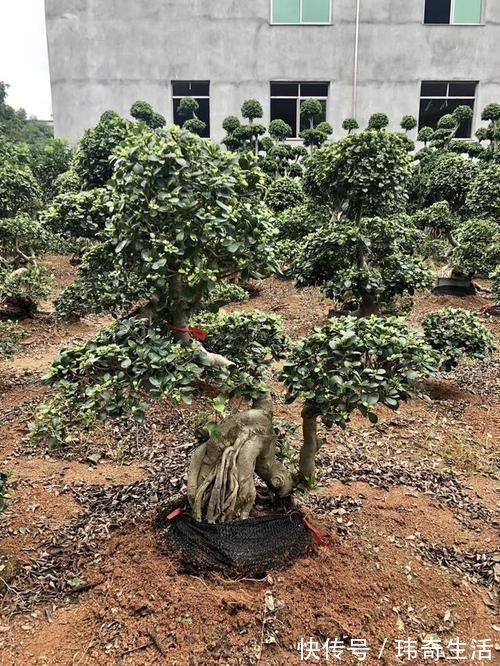 可以摆阳台的“镇宅树”,1盆价值“1万”,养8年像盆景,值钱