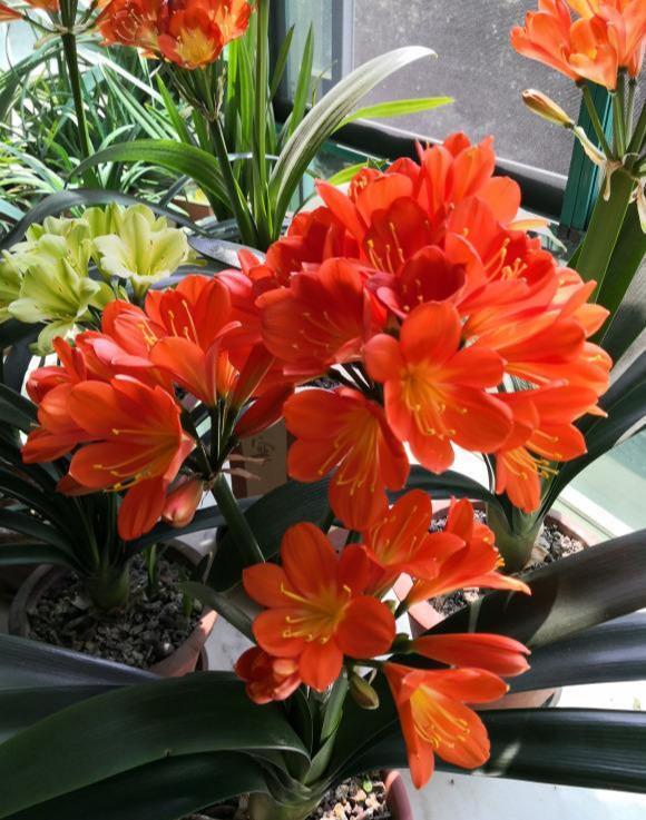 君子兰依赖2种水,春秋轮流浇,叶纹深品种高,花箭嗖嗖冒