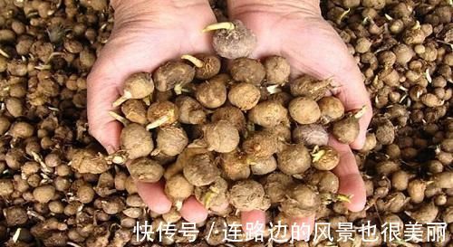 農村|這野草，農村常見，一斤卻賣到了幾百元，若再遇見，請重視