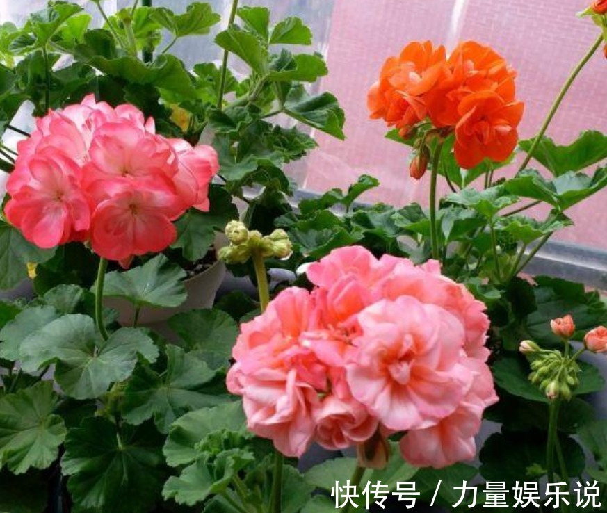 开花最香的4种花，家里养一盆，适应性强、花朵绚丽多彩