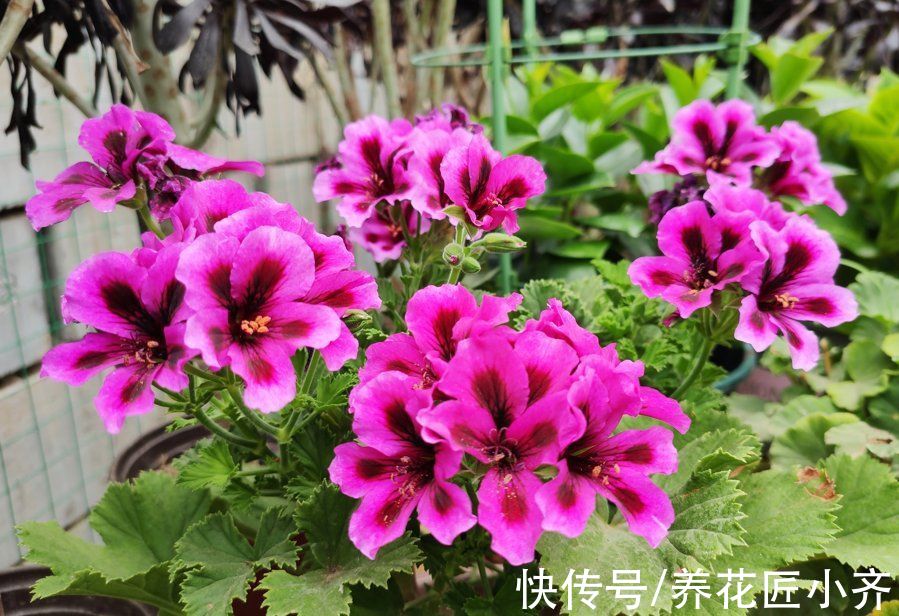 3种“吉祥花”，找个瓶子就能养，年关买寓意好，新手也能养一年