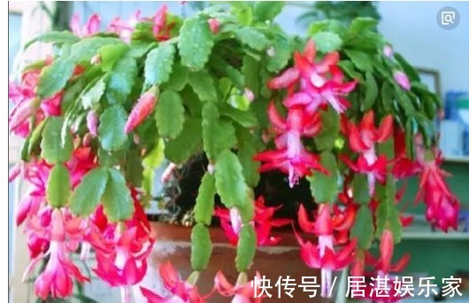 用以下食物养花，撒一把根壮叶绿蹭蹭疯长，一年到头不生虫