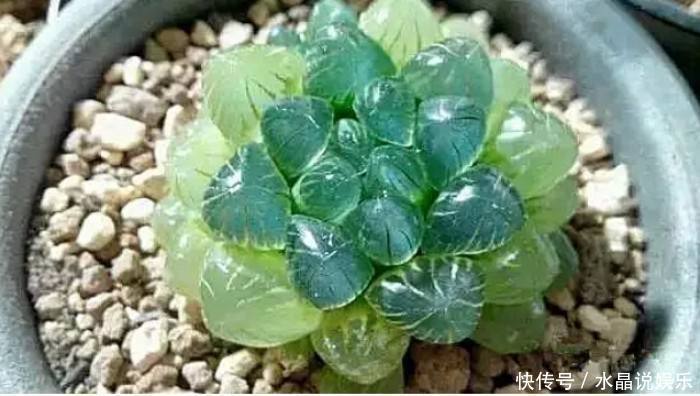 生根|矿泉水瓶有“大作用”,10个“用法”最经典,可以种豆芽、养花