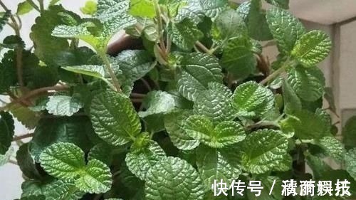 卧室长期放盆栽,失眠的人就选2种,好看又好养,净化效果好