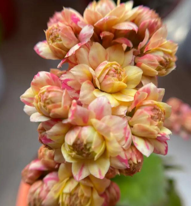 花色|75个长寿花品种，一个比一个美，一起来认识一下吧！