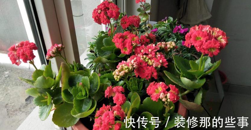 休眠期|夏季长寿花要休眠，但出现这些情况，一忽视就只能收获空盆