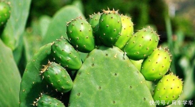 仙人掌|这野果在我国没人吃,在墨西哥却被培育成水果,进口到国内买高价!