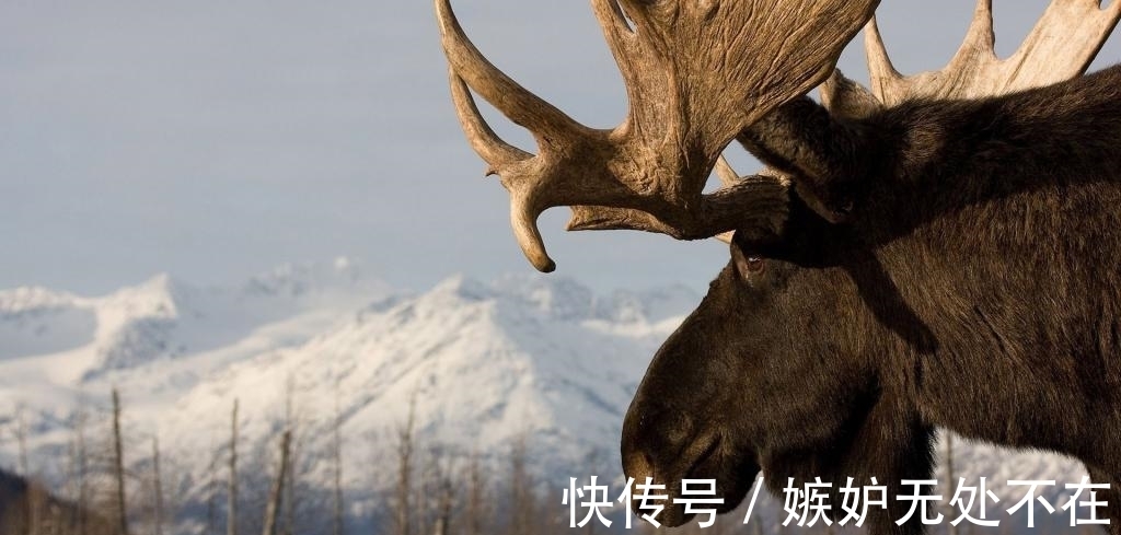 美国@“牛魔王”的坐骑现身美国,如今泛滥成灾,只有养狼才能勉强应付