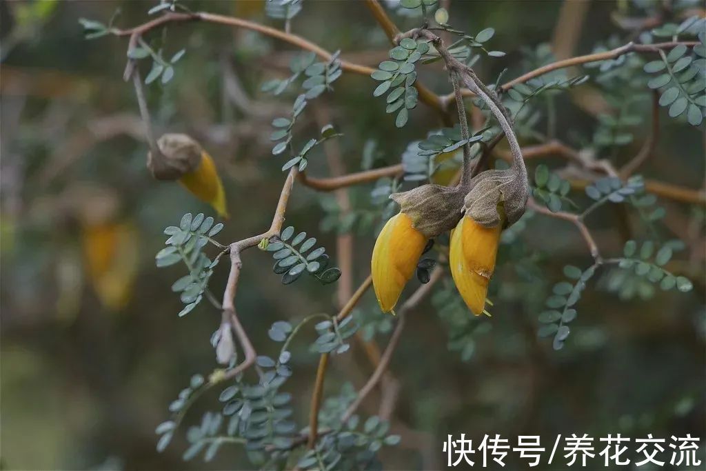 很少花友养的网红“童话树”,可真不难养,你会觉得好看不?