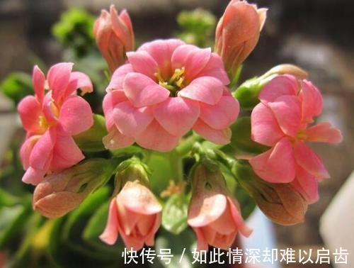 夏天养长寿花有3忌，做好了不黄叶不烂根，开花长势旺，安全度夏