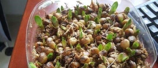 炉渣|养君子兰用这个小妙招,开花多、新叶多、不夹箭,叶子绿的发光