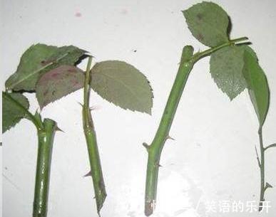 月季扦插管理方法